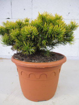 Pinus pumilio Wintergold